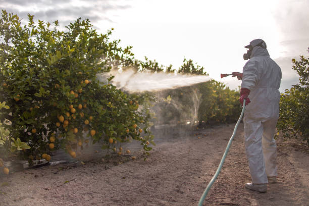Best Local Pest Control Services  in Bellport, NY