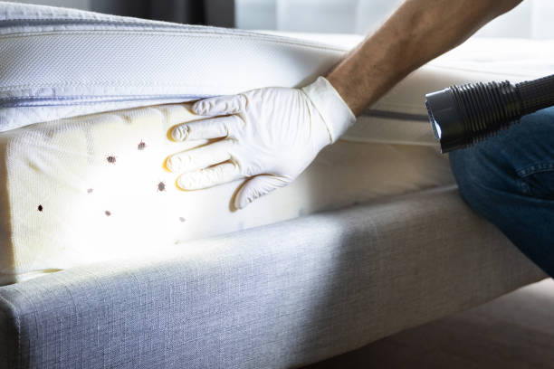 Best Bed Bug Extermination  in Bellport, NY