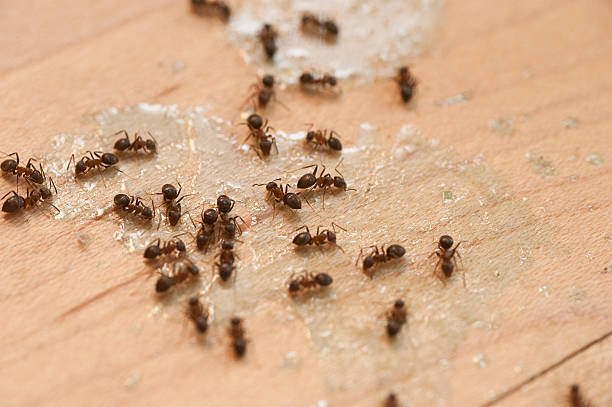 Best Insect Control  in Bellport, NY